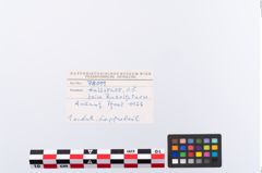 Foto von Bronzelappenbeil (NHMW-PRAE-078099)